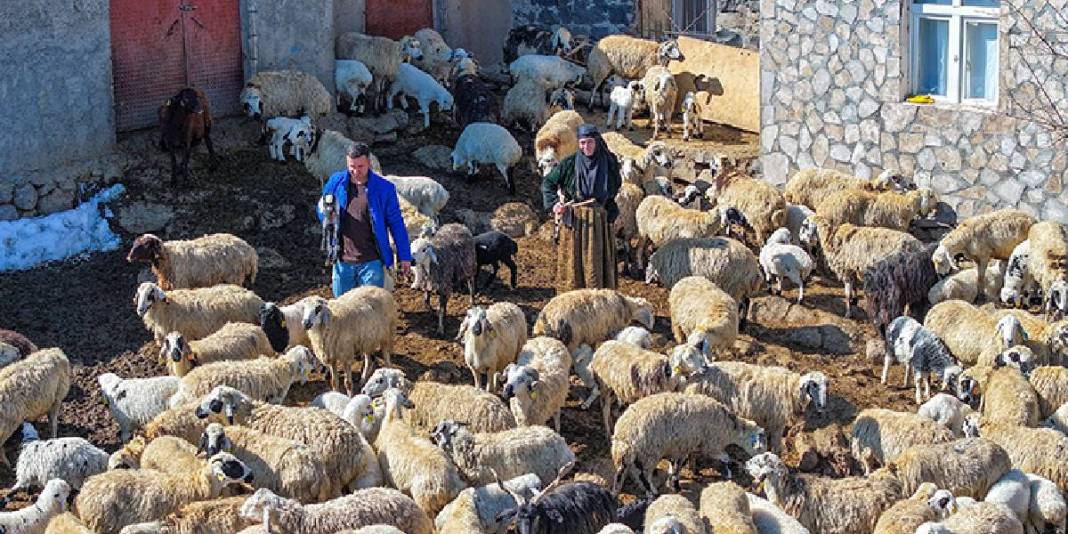 Yağışlar geldi, otlar yeşerdi, su kaynakları doldu: Besiciler yağış sevinci yaşıyor 2